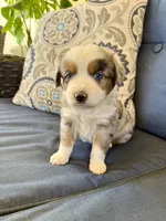 Andy, a male Miniature Australian Shepherd for sale in Lodi, CA – 9 of 9