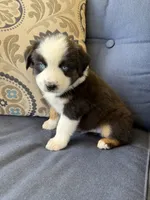 Kili, a male Miniature Australian Shepherd for sale in Lodi, CA – 9 of 10