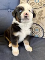 Bilbo, a male Miniature Australian Shepherd for sale in Lodi, CA – 3 of 9