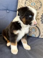 Bilbo, a male Miniature Australian Shepherd for sale in Lodi, CA – 9 of 9