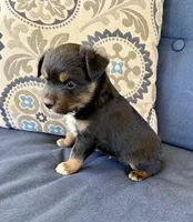 Barney, a male Miniature Australian Shepherd for sale in Lodi, CA – 2 of 10