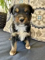 Barney, a male Miniature Australian Shepherd for sale in Lodi, CA – 4 of 10