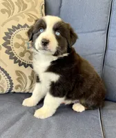 Thorin, a male Miniature Australian Shepherd for sale in Lodi, CA – 5 of 9