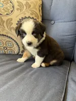 Kili, a male Miniature Australian Shepherd for sale in Lodi, CA – 2 of 10