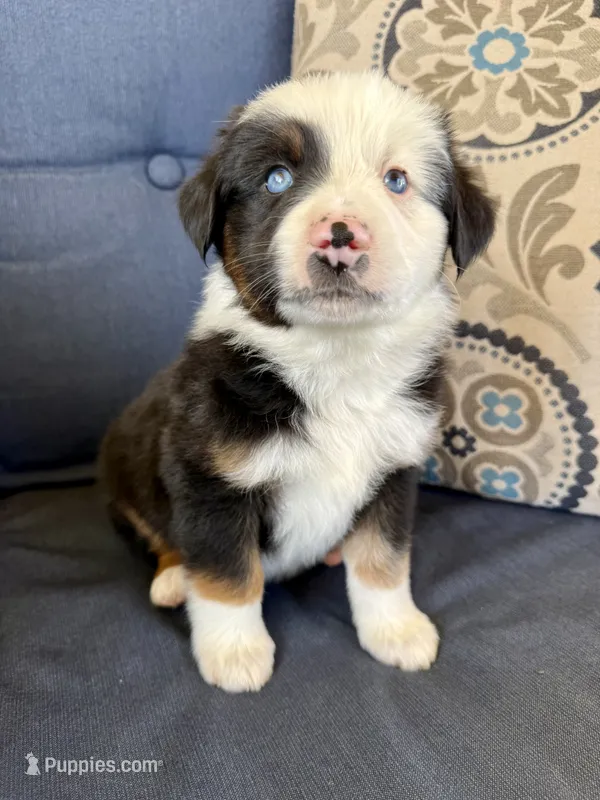 Bilbo – Miniature Australian Shepherd puppy for sale in Lodi, CA