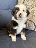 Bilbo, a male Miniature Australian Shepherd for sale in Lodi, CA – 1 of 9