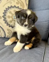 Tauriel, a female Miniature Australian Shepherd for sale in Lodi, CA – 6 of 10