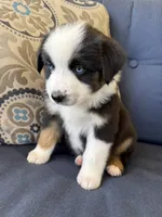 Kili, a male Miniature Australian Shepherd for sale in Lodi, CA – 3 of 10