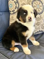 Poky Little Puppy, a male Miniature Australian Shepherd for sale in Lodi, CA – 8 of 10