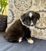 Tauriel, a female Miniature Australian Shepherd for sale in Lodi, CA – 8 of 10