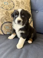 Fili, a male Miniature Australian Shepherd for sale in Lodi, CA – 10 of 10