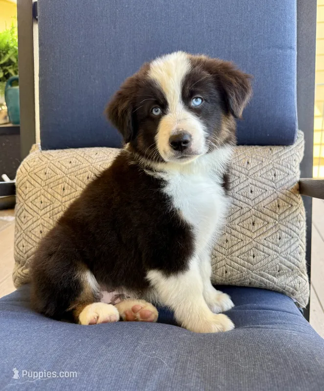 Thorin – Miniature Australian Shepherd puppy on hold in Lodi, CA