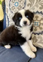 Thorin, a male Miniature Australian Shepherd for sale in Lodi, CA – 8 of 9