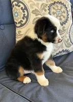 Poky Little Puppy, a male Miniature Australian Shepherd for sale in Lodi, CA – 9 of 10