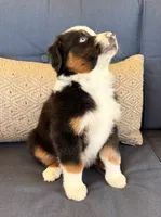 Poky Little Puppy, a male Miniature Australian Shepherd for sale in Lodi, CA – 5 of 10