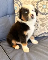 Poky Little Puppy, a male Miniature Australian Shepherd for sale in Lodi, CA – 4 of 10