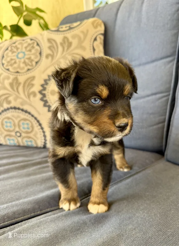 Barney – Miniature Australian Shepherd puppy for sale in Lodi, CA