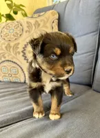 Barney, a male Miniature Australian Shepherd for sale in Lodi, CA – 1 of 10