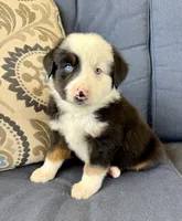 Bilbo, a male Miniature Australian Shepherd for sale in Lodi, CA – 5 of 9