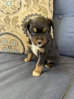 Barney, a male Miniature Australian Shepherd for sale in Lodi, CA – 3 of 10
