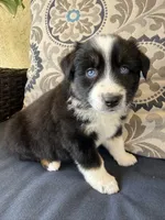 Fili, a male Miniature Australian Shepherd for sale in Lodi, CA – 4 of 10