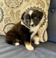 Tauriel, a female Miniature Australian Shepherd for sale in Lodi, CA – 3 of 10