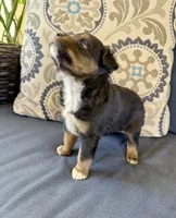 Barney, a male Miniature Australian Shepherd for sale in Lodi, CA – 10 of 10