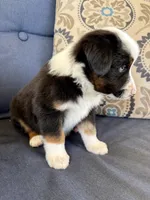 Bilbo, a male Miniature Australian Shepherd for sale in Lodi, CA – 6 of 9
