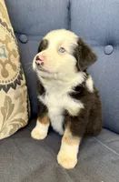Bilbo, a male Miniature Australian Shepherd for sale in Lodi, CA – 7 of 9