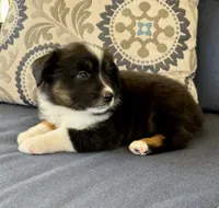 Tauriel, a female Miniature Australian Shepherd for sale in Lodi, CA – 2 of 10