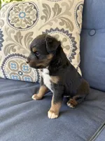 Barney, a male Miniature Australian Shepherd for sale in Lodi, CA – 9 of 10