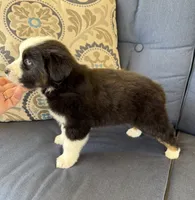 Thorin, a male Miniature Australian Shepherd for sale in Lodi, CA – 2 of 9