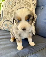 Andy, a male Miniature Australian Shepherd for sale in Lodi, CA – 5 of 9