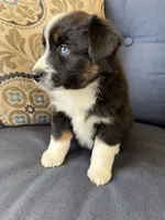 Fili, a male Miniature Australian Shepherd for sale in Lodi, CA – 8 of 10