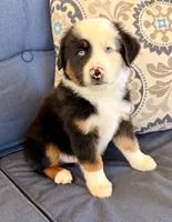 Poky Little Puppy, a male Miniature Australian Shepherd for sale in Lodi, CA – 2 of 10