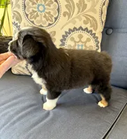 Tauriel, a female Miniature Australian Shepherd for sale in Lodi, CA – 5 of 10