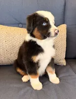Poky Little Puppy, a male Miniature Australian Shepherd for sale in Lodi, CA – 6 of 10