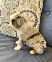 Andy, a male Miniature Australian Shepherd for sale in Lodi, CA – 1 of 9