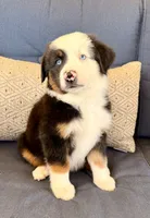 Poky Little Puppy, a male Miniature Australian Shepherd for sale in Lodi, CA – 3 of 10