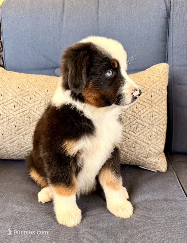 Poky Little Puppy – Miniature Australian Shepherd puppy for sale in Lodi, CA