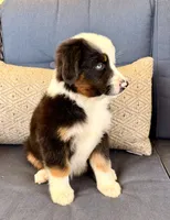 Poky Little Puppy, a male Miniature Australian Shepherd for sale in Lodi, CA – 1 of 10