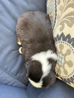 Kili, a male Miniature Australian Shepherd for sale in Lodi, CA – 10 of 10