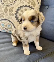 Andy, a male Miniature Australian Shepherd for sale in Lodi, CA – 8 of 9