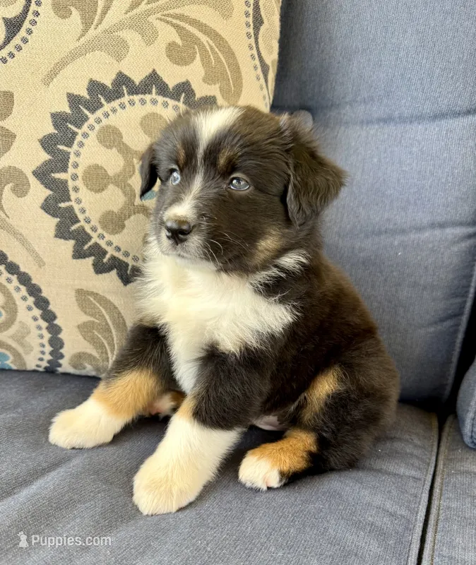 Tauriel – Miniature Australian Shepherd puppy for sale in Lodi, CA