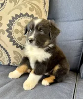 Tauriel, a female Miniature Australian Shepherd for sale in Lodi, CA – 1 of 10
