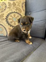 Barney, a male Miniature Australian Shepherd for sale in Lodi, CA – 6 of 10