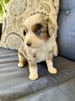 Andy, a male Miniature Australian Shepherd for sale in Lodi, CA – 6 of 9