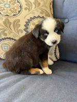 Kili, a male Miniature Australian Shepherd for sale in Lodi, CA – 5 of 10