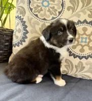 Tauriel, a female Miniature Australian Shepherd for sale in Lodi, CA – 10 of 10