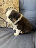 Kili, a male Miniature Australian Shepherd for sale in Lodi, CA – 4 of 10